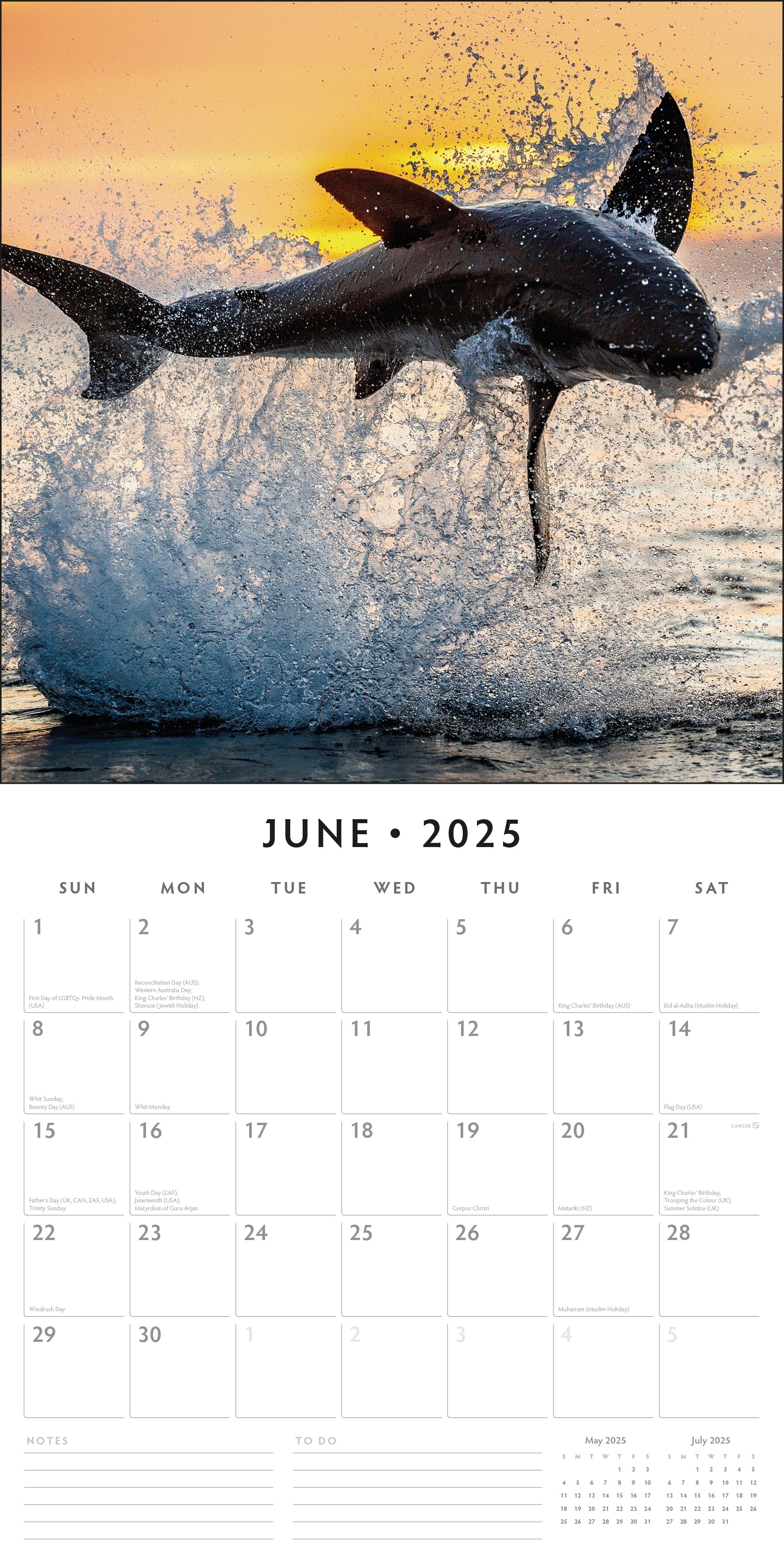 2025 Sharks - Square Wall Calendar