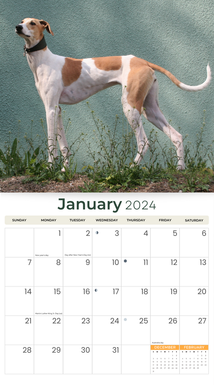 2024 Greyhounds Deluxe Wall Calendar Dogs & Puppies Calendars By