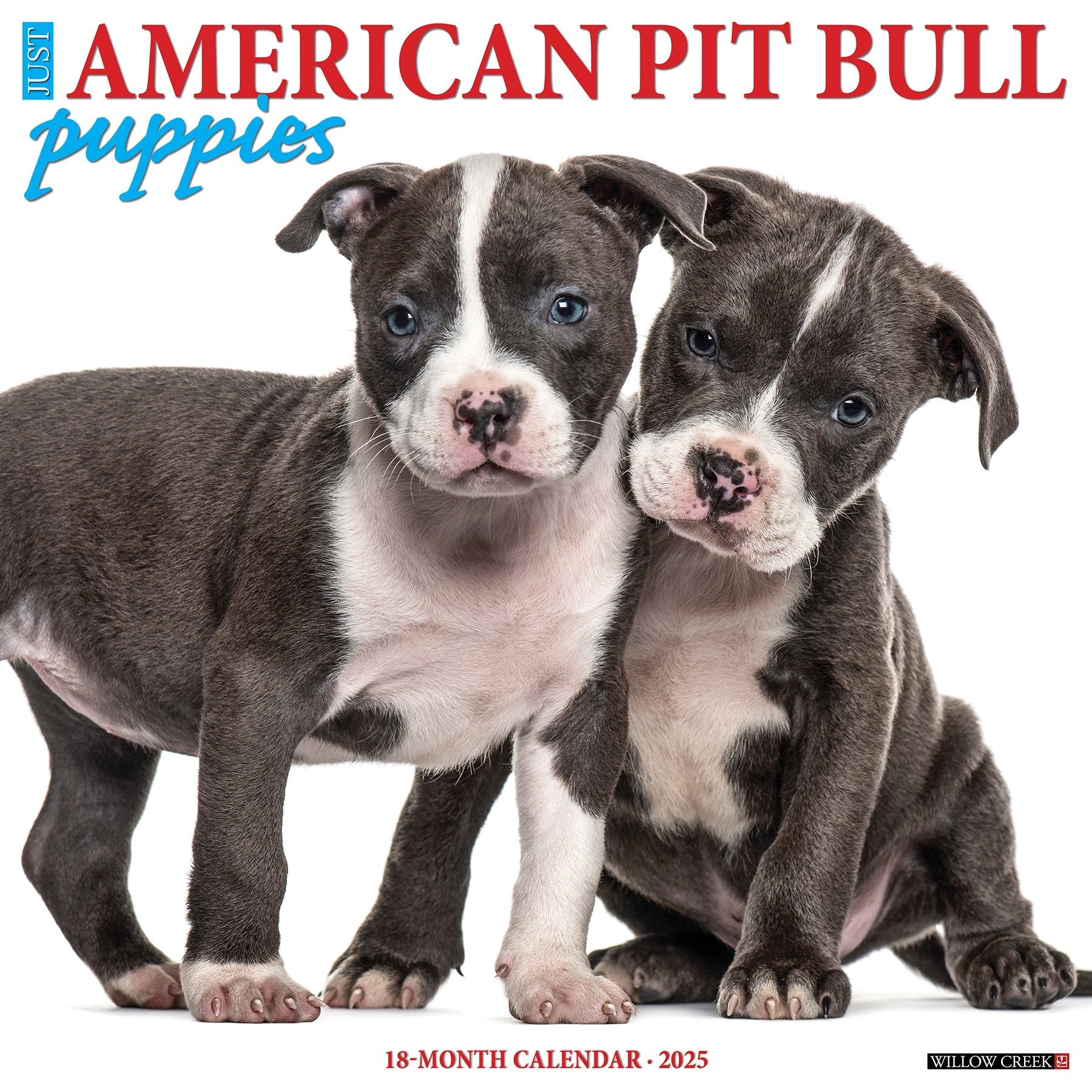 2025 American Pit Bull Terrier Puppies - Square Wall Calendar (US Only)