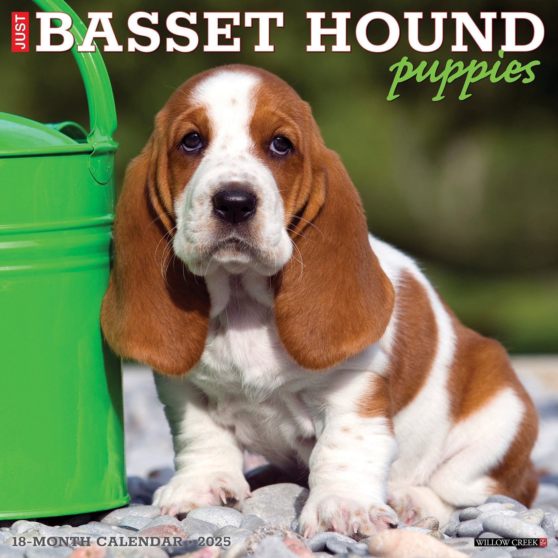 2025 Basset Hound Puppies - Square Wall Calendar (US Only)