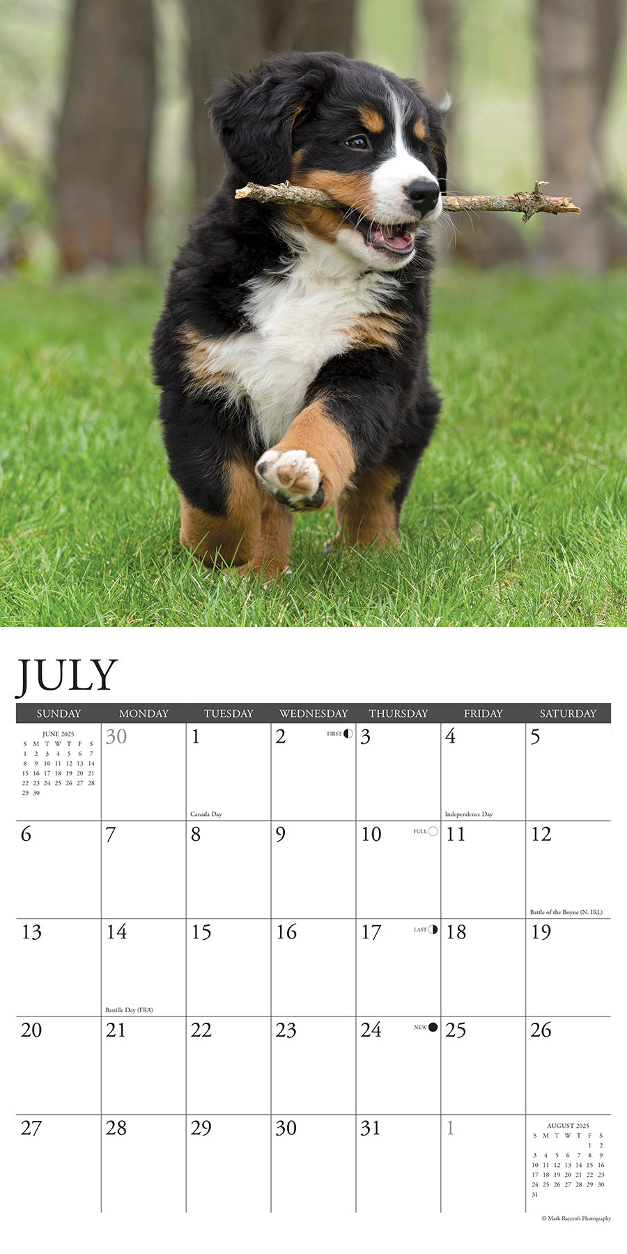 2025 Bernese Mountain Puppies - Square Wall Calendar (US Only)