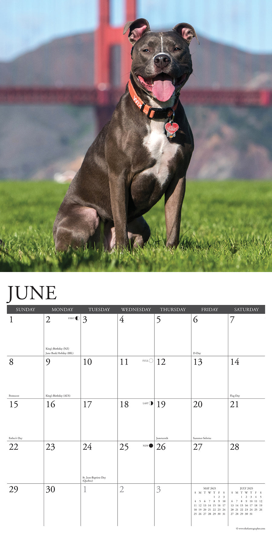 2025 American Pit Bull Terriers - Square Wall Calendar (US Only)