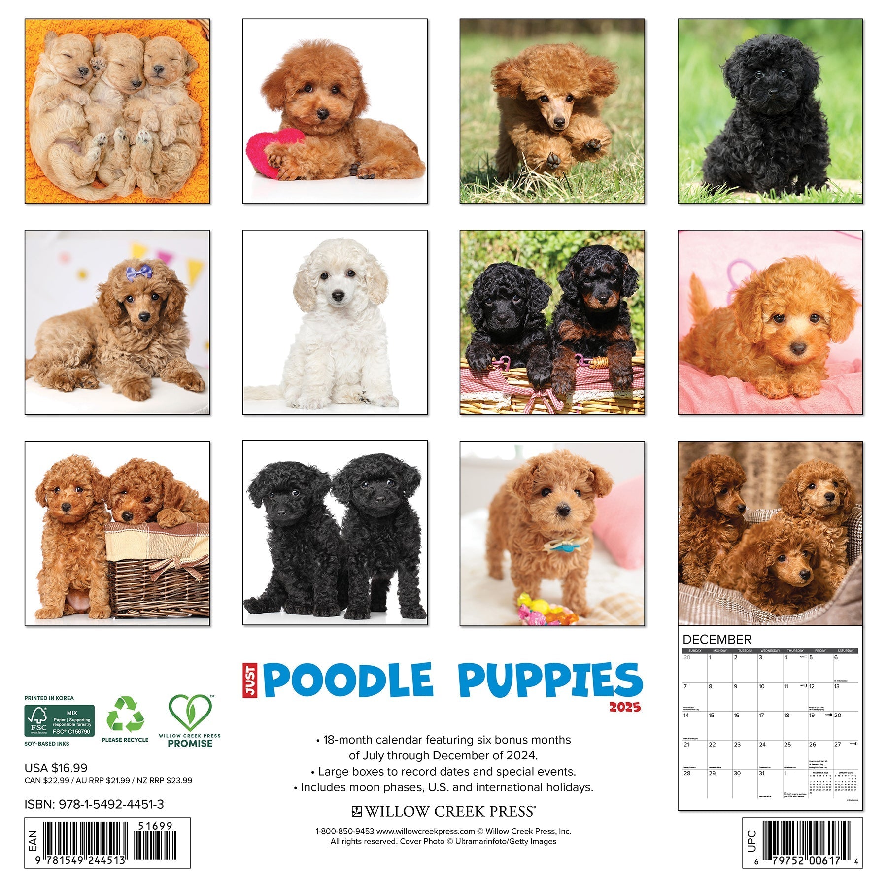 2025 Poodle Puppies - Square Wall Calendar (US Only)