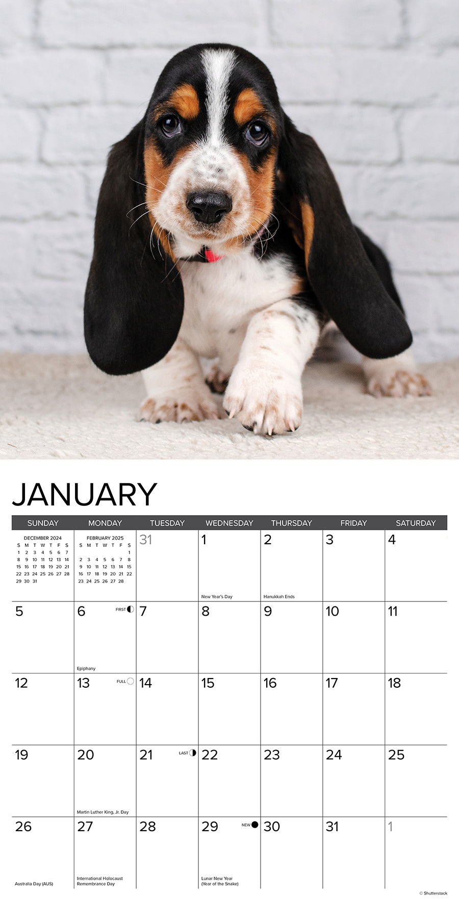 2025 Basset Hound Puppies - Square Wall Calendar (US Only)