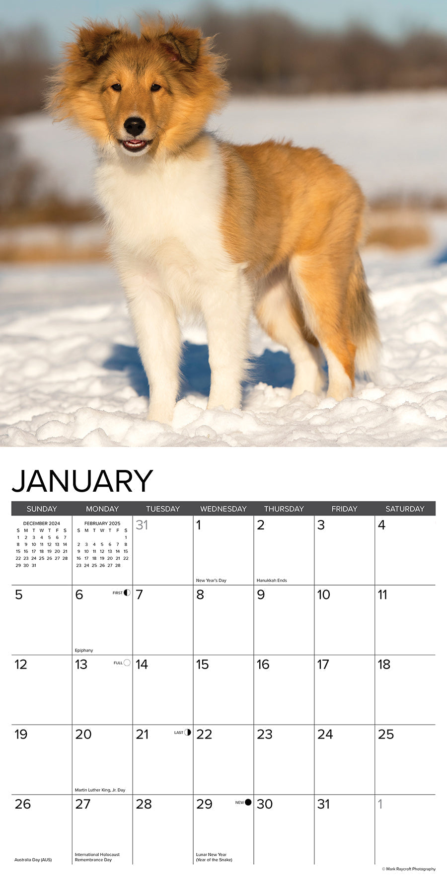 2025 Sheltie Puppies - Square Wall Calendar (US Only)