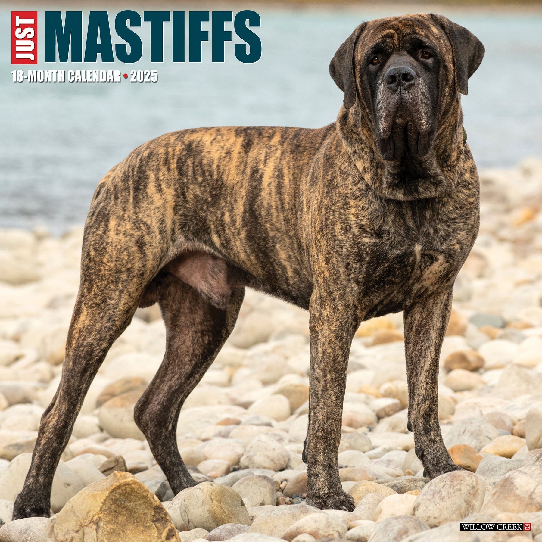 2025 Mastiffs - Square Wall Calendar (US Only)