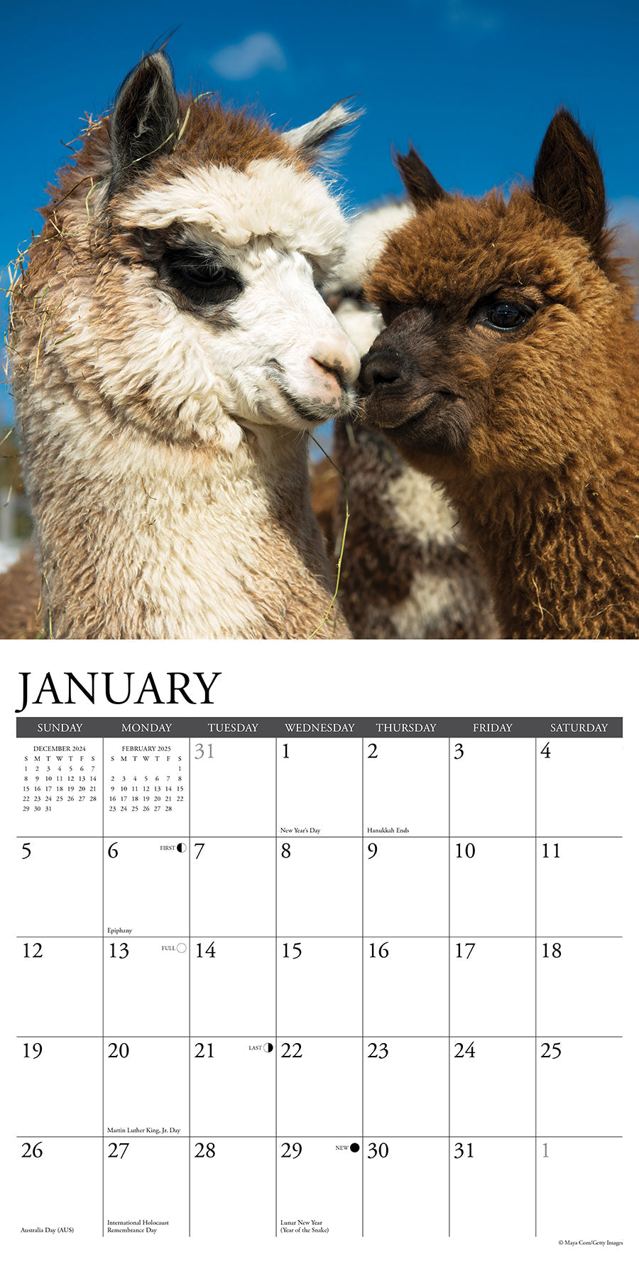 2025 Alpacas - Square Wall Calendar (US Only)