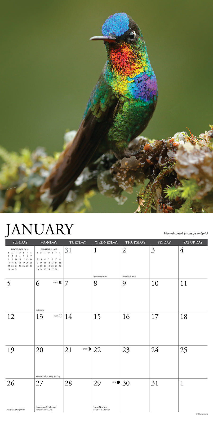 2025 Hummingbirds - Square Wall Calendar (US Only)