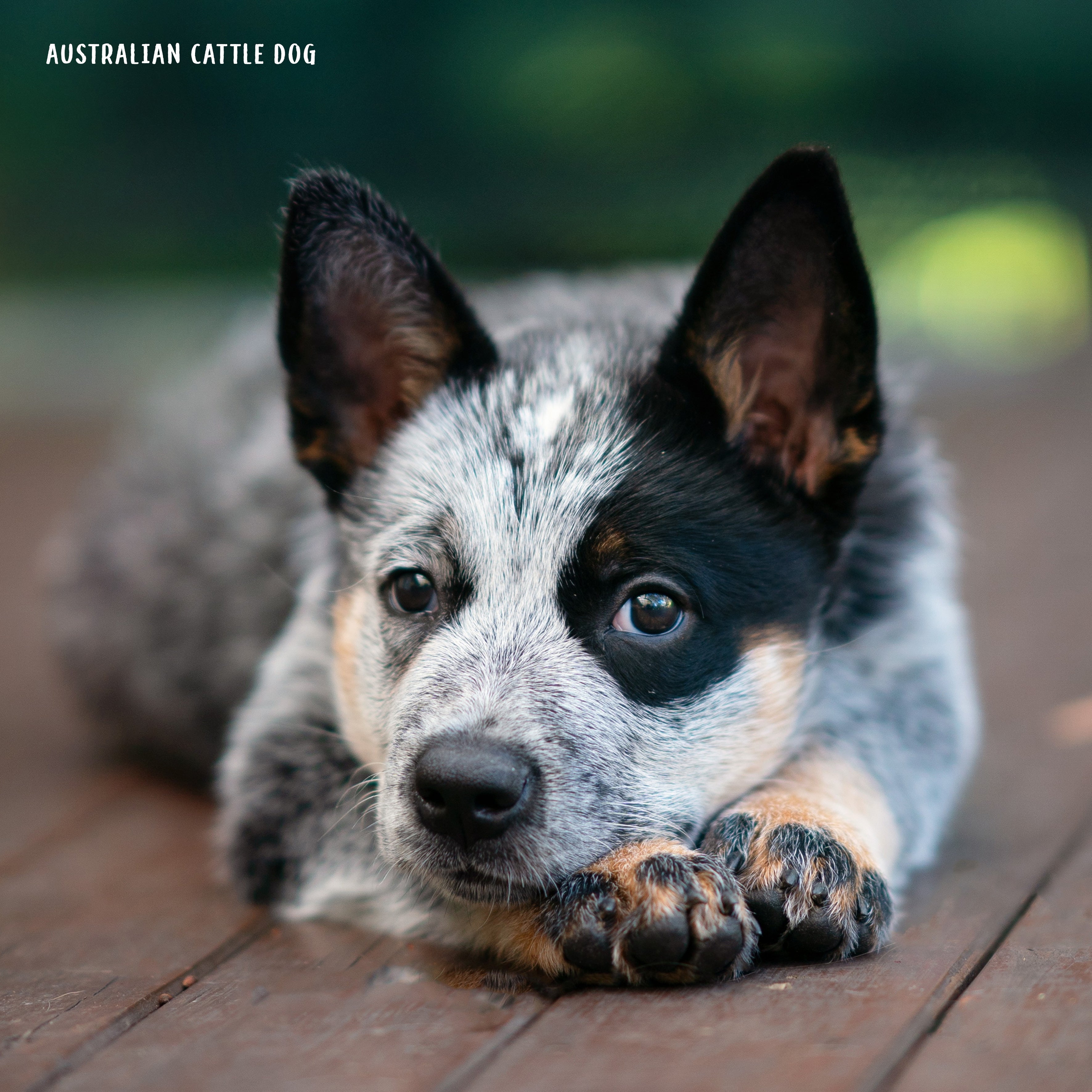 2025 Our Australia Working Dogs - Square Wall Calendar