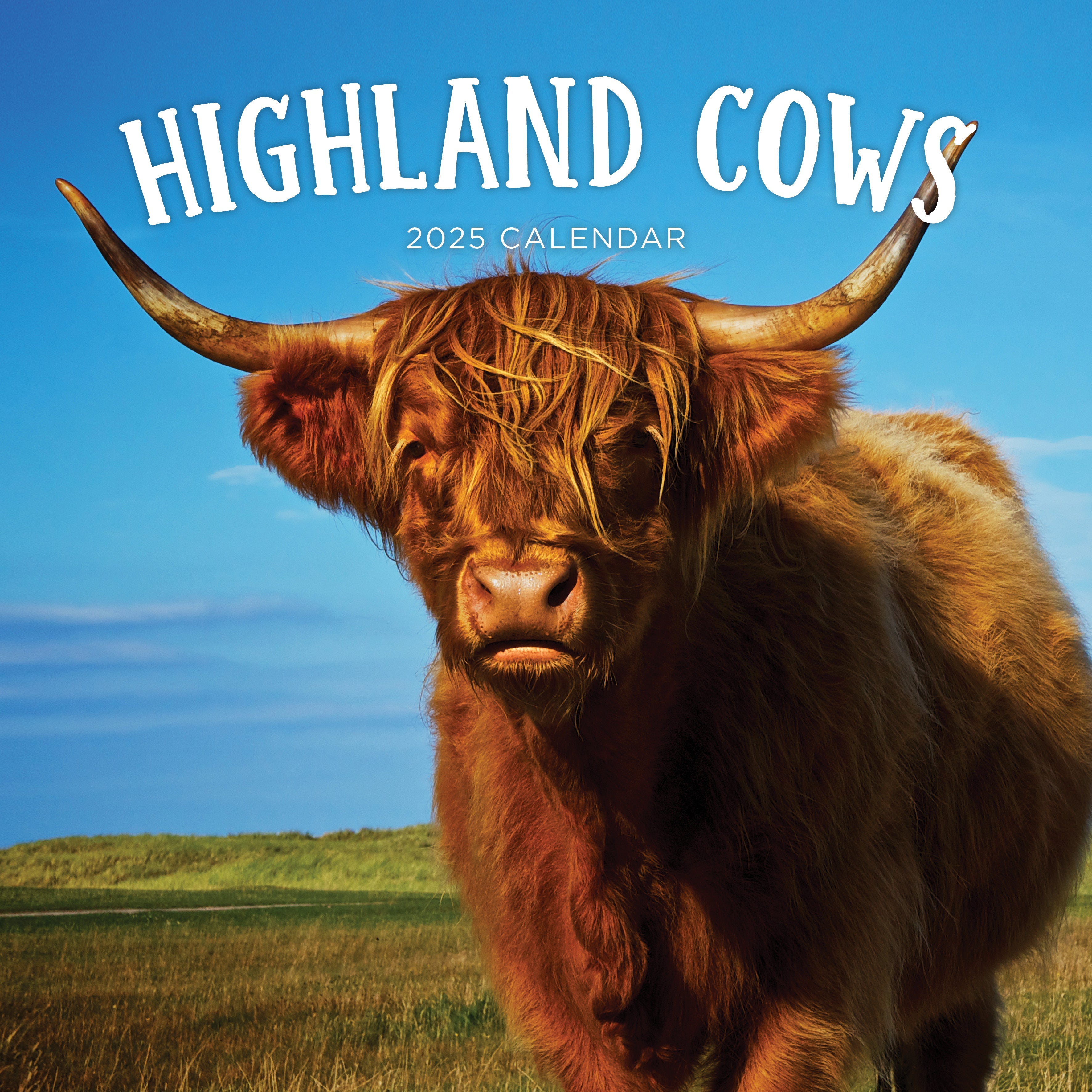 2025 Highland Cows - Square Wall Calendar