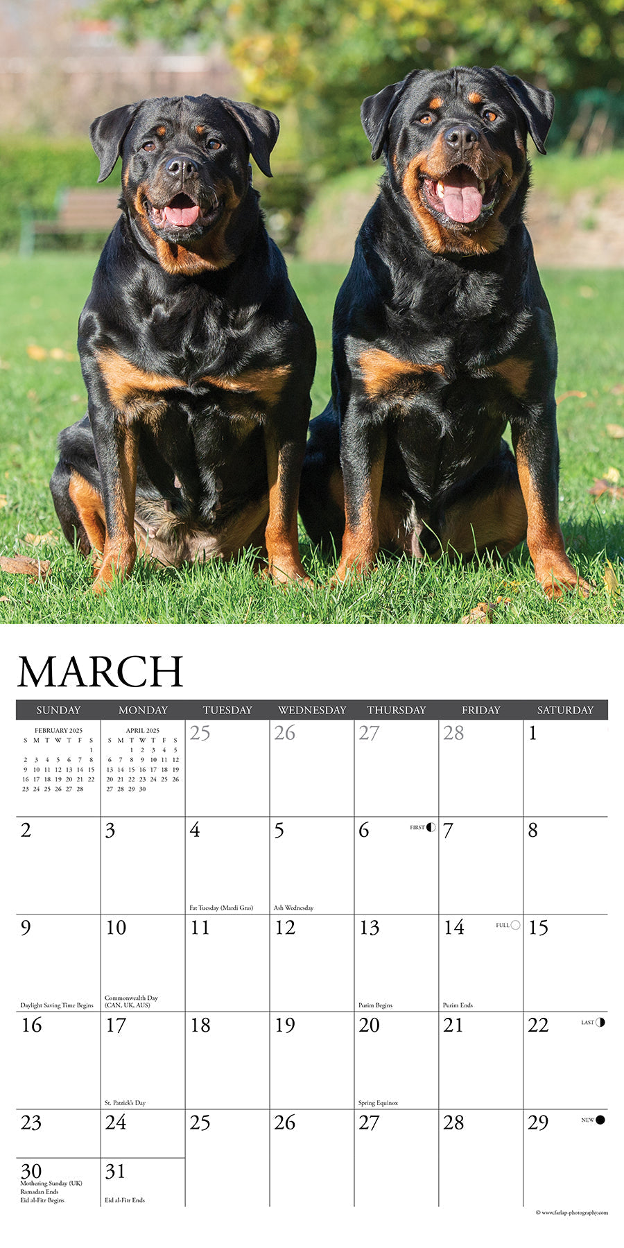 2025 Rottweilers - Square Wall Calendar (US Only)