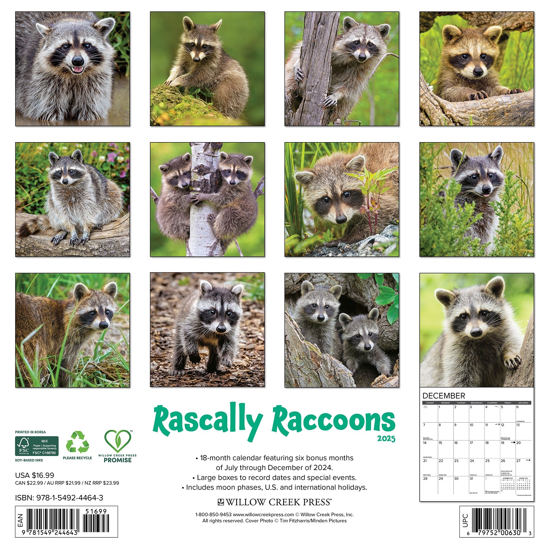 2025 Rascally Raccoons - Square Wall Calendar (US Only)