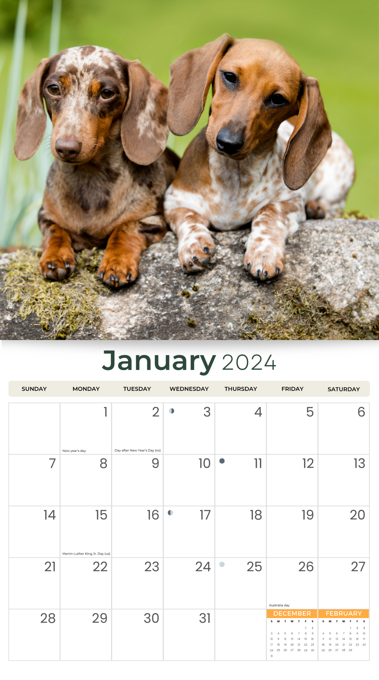 2024 Dachshunds Dogs & Puppies - Deluxe Wall Calendar by Just Calendars - 16 Month - Plastic Free