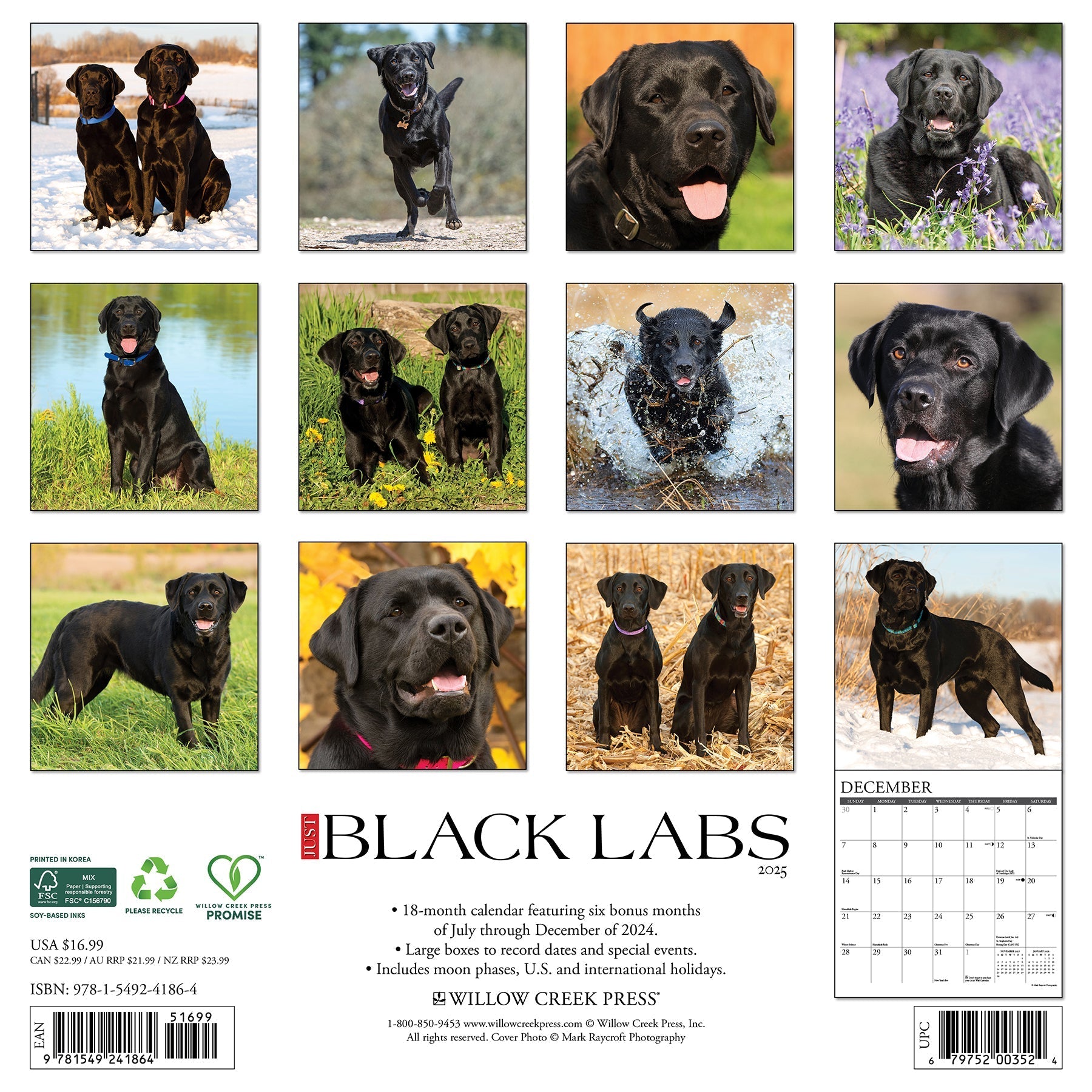 2025 Black Labs - Square Wall Calendar (US Only)