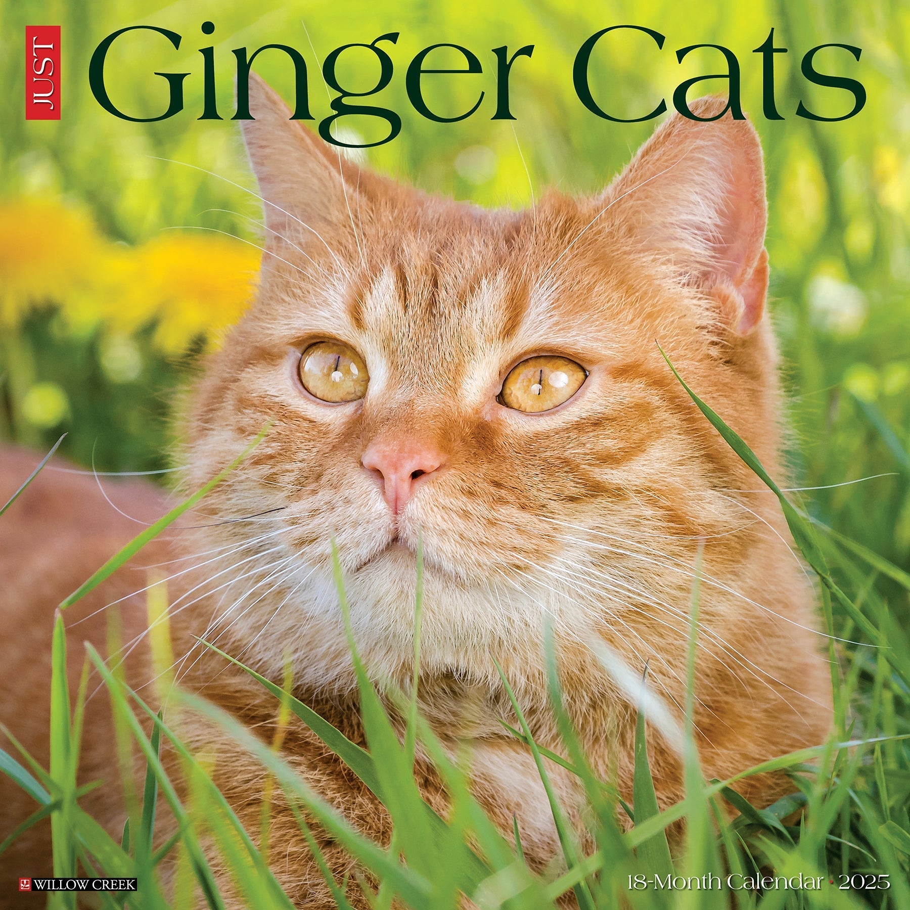 2025 Ginger Cats - Square Wall Calendar (US Only)