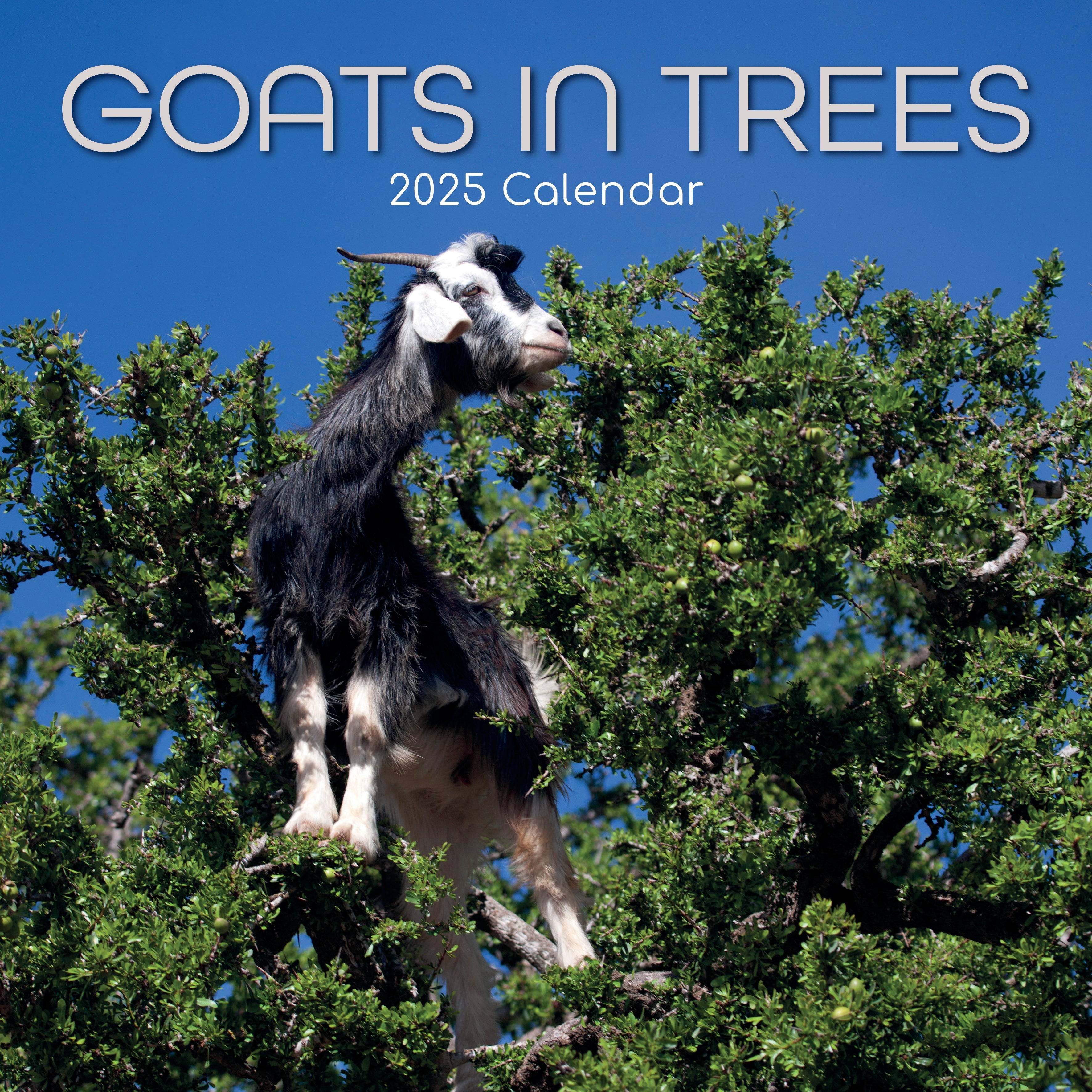 2025 Goats in Trees - Square Wall Calendar