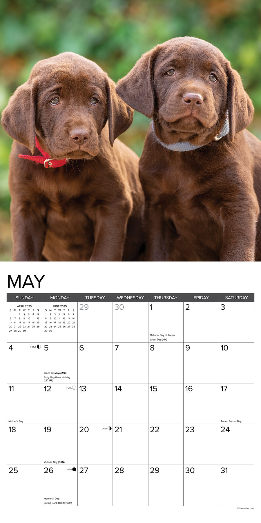 2025 Lab Puppies - Square Wall Calendar (US Only)