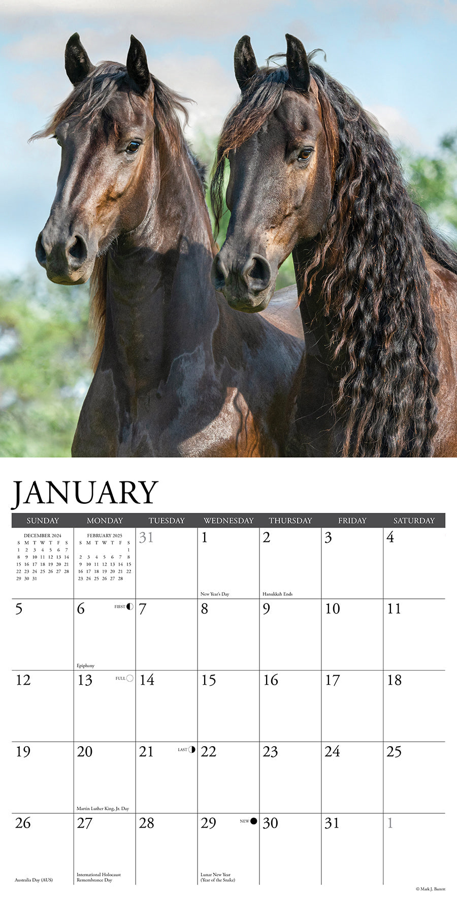 2025 Friesians - Square Wall Calendar (US Only)