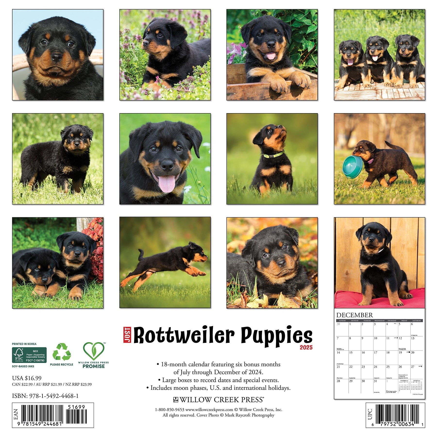 2025 Rottweiler Puppies - Square Wall Calendar (US Only)