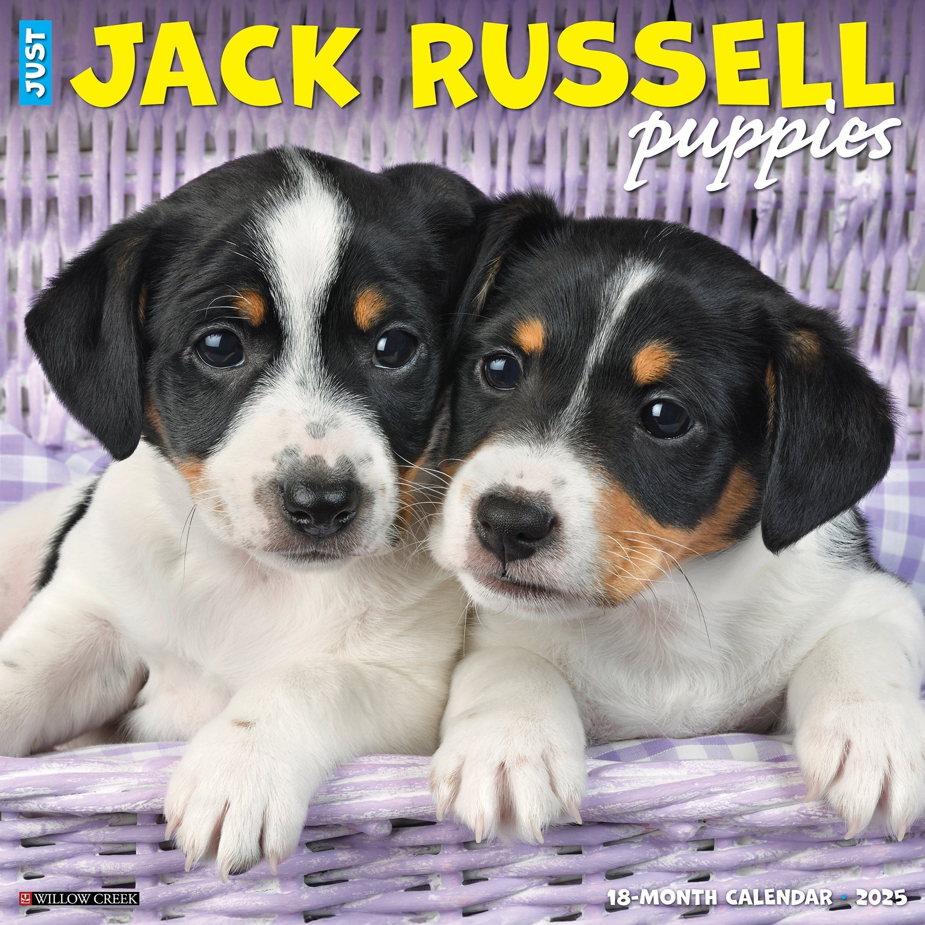 2025 Jack Russell Puppies - Square Wall Calendar (US Only)