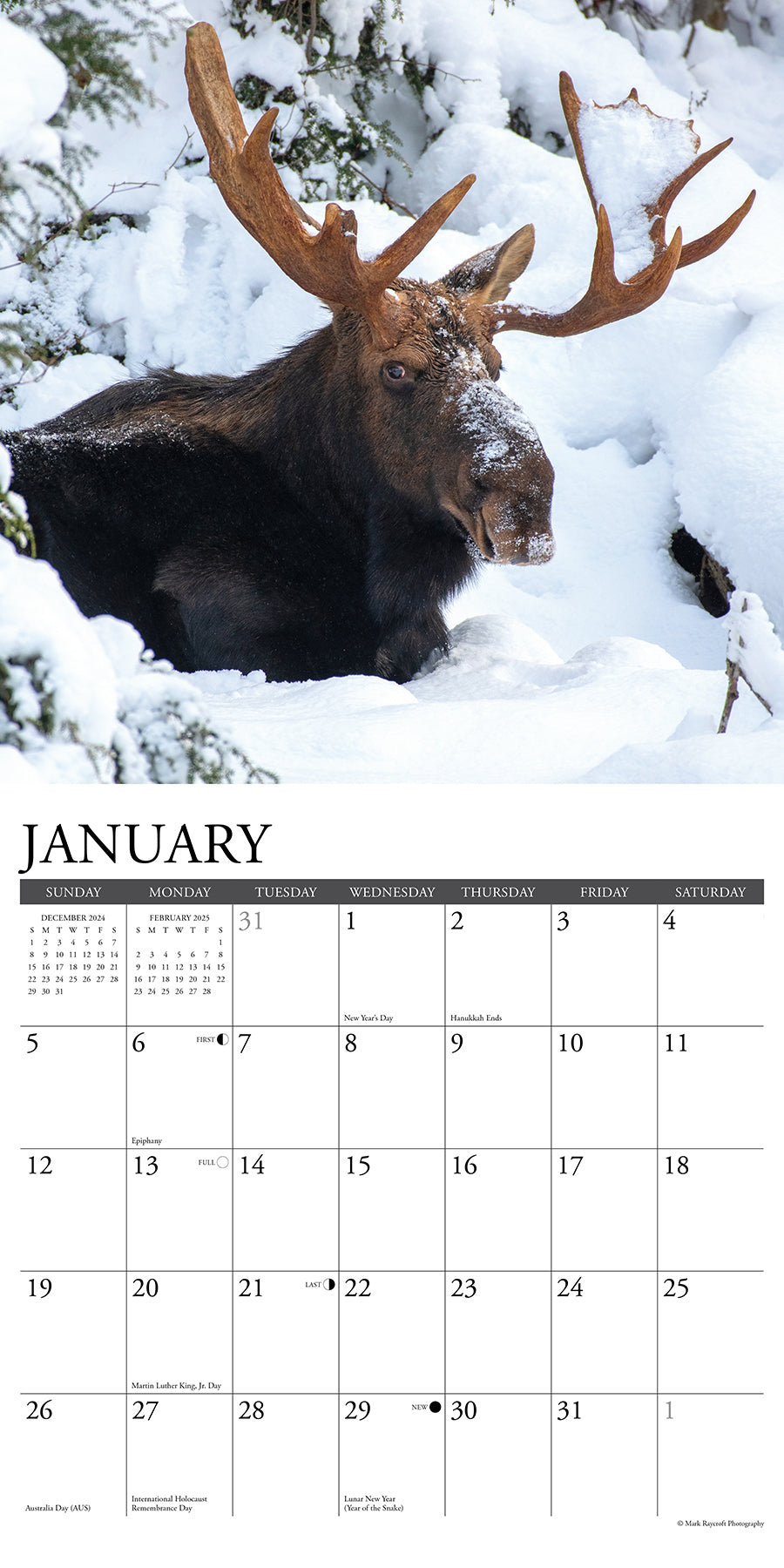 2025 Moose - Square Wall Calendar (US Only)