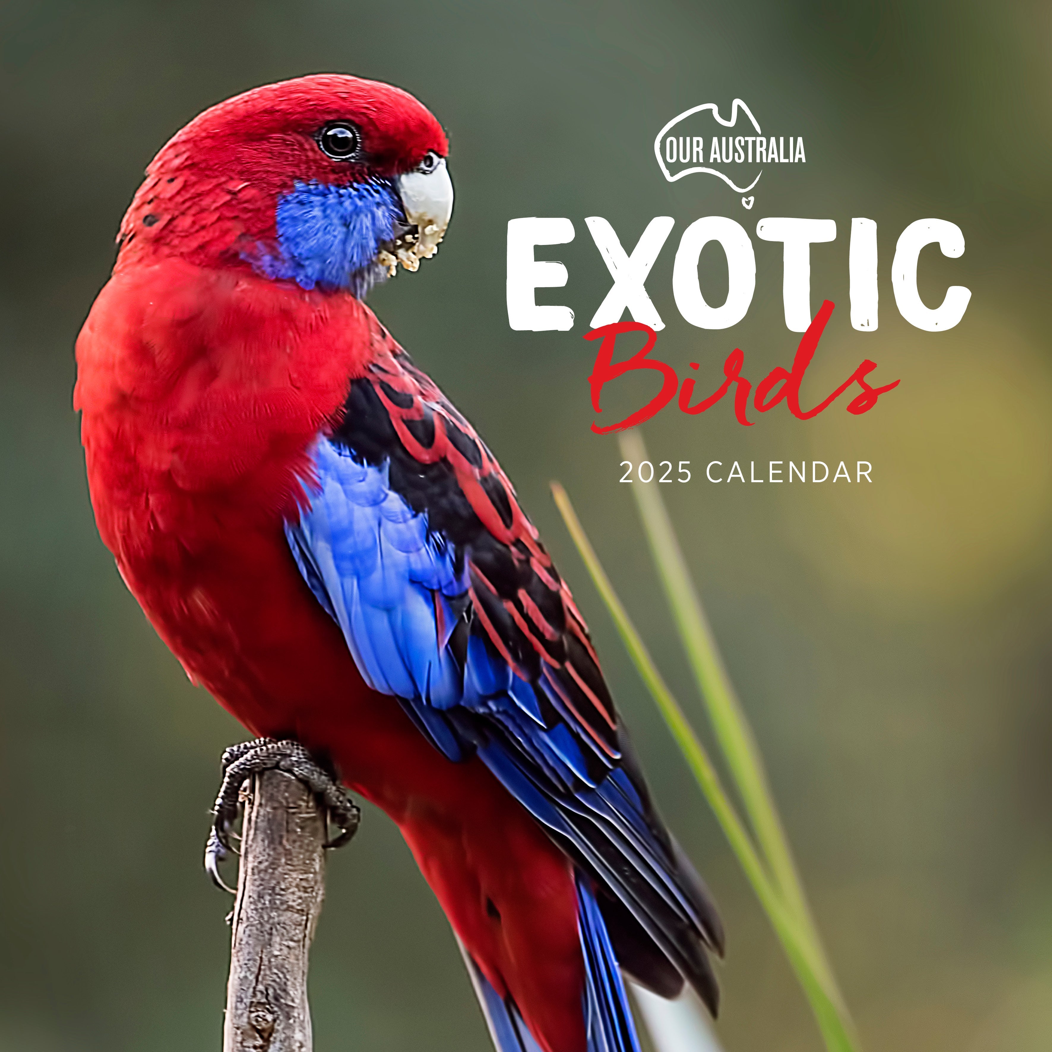 2025 Our Australia Exotic Birds - Square Wall Calendar