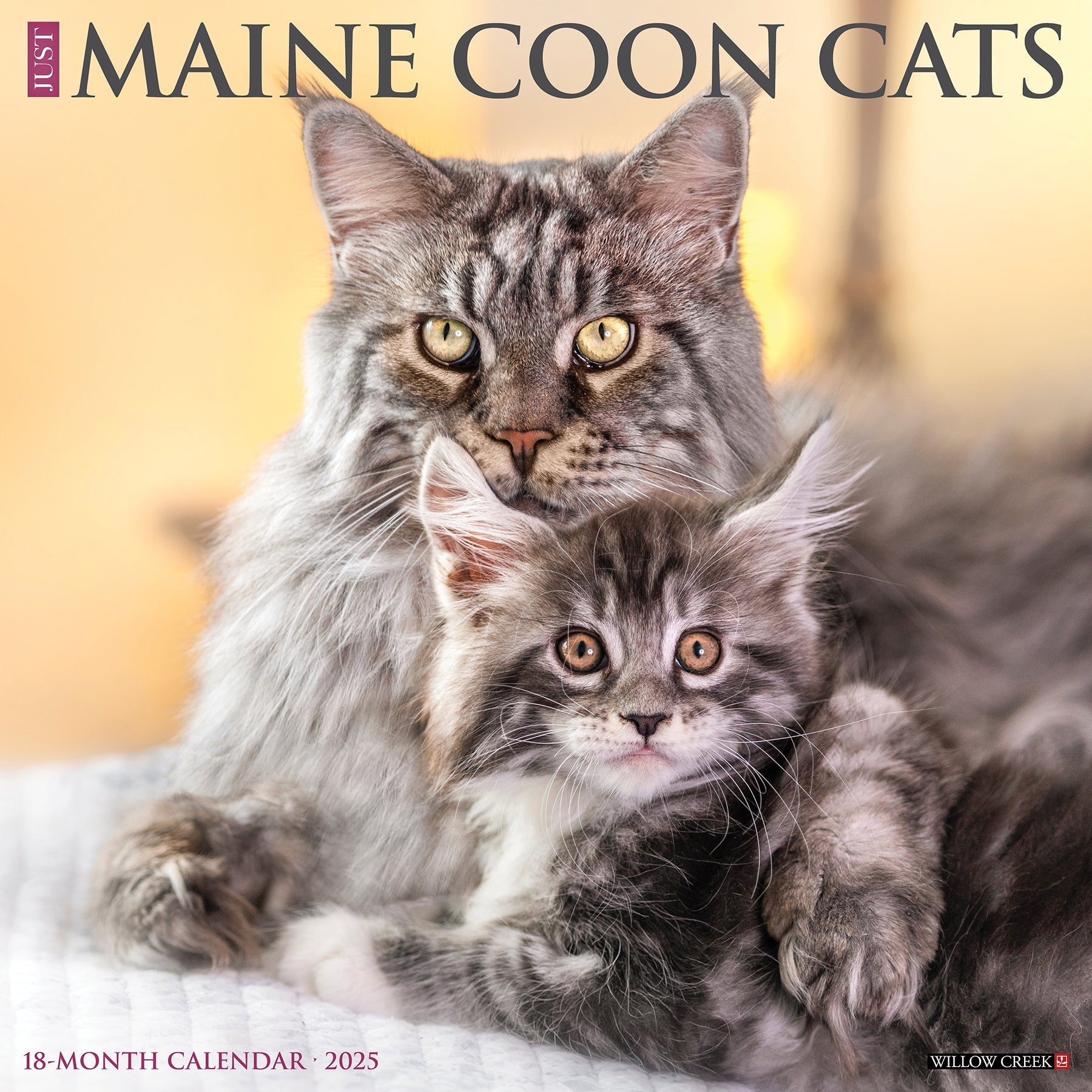 2025 Maine Coon Cats - Square Wall Calendar (US Only)