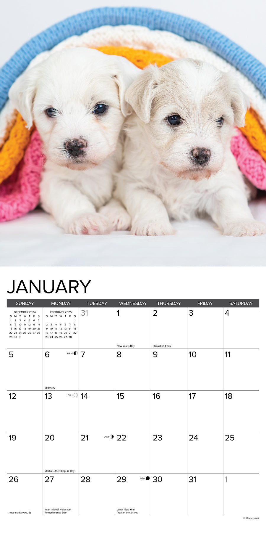 2025 Bichon Frise Puppies - Square Wall Calendar (US Only)