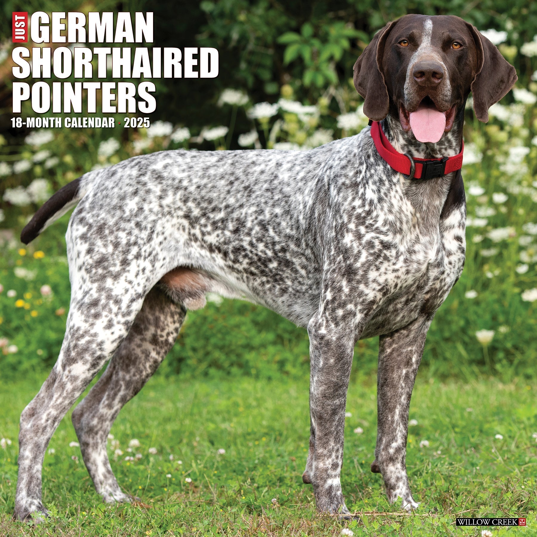 2025 German Shorthaired Pointers - Square Wall Calendar (US Only)