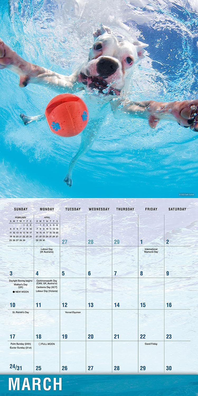 2024 Underwater Dogs: Seth Castell - Square Wall Calendar  SOLD OUT