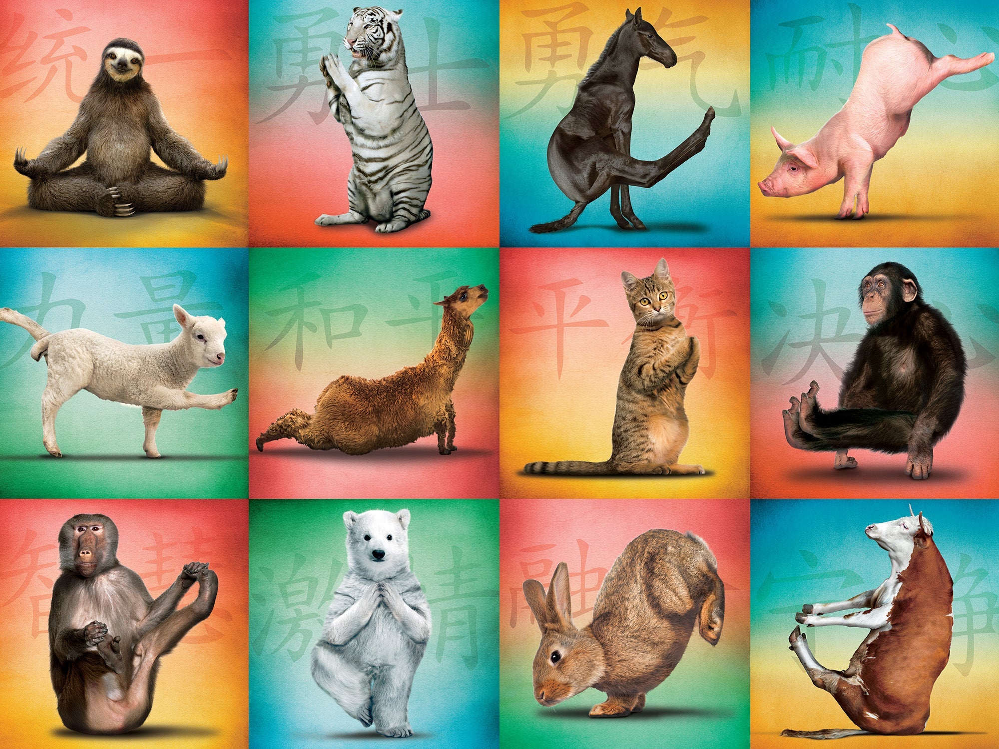 Animal Yoga 500 Piece - Jigsaw Puzzle