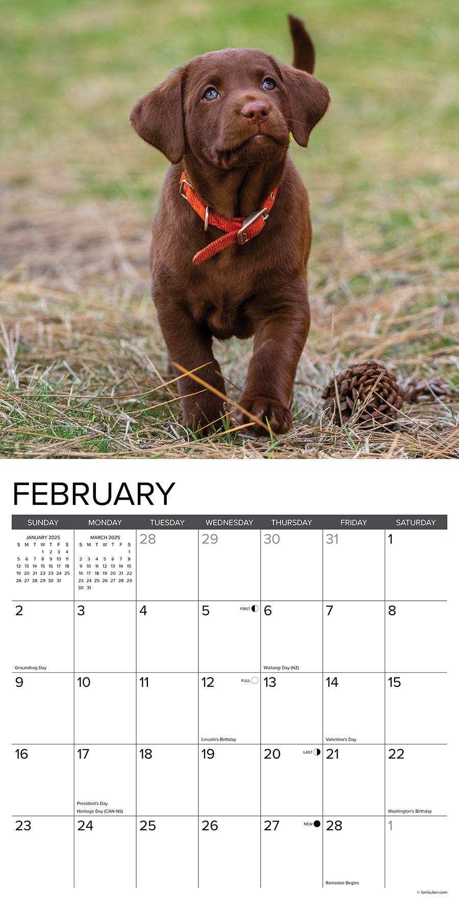 2025 Chocolate Lab Puppies - Square Wall Calendar (US Only)