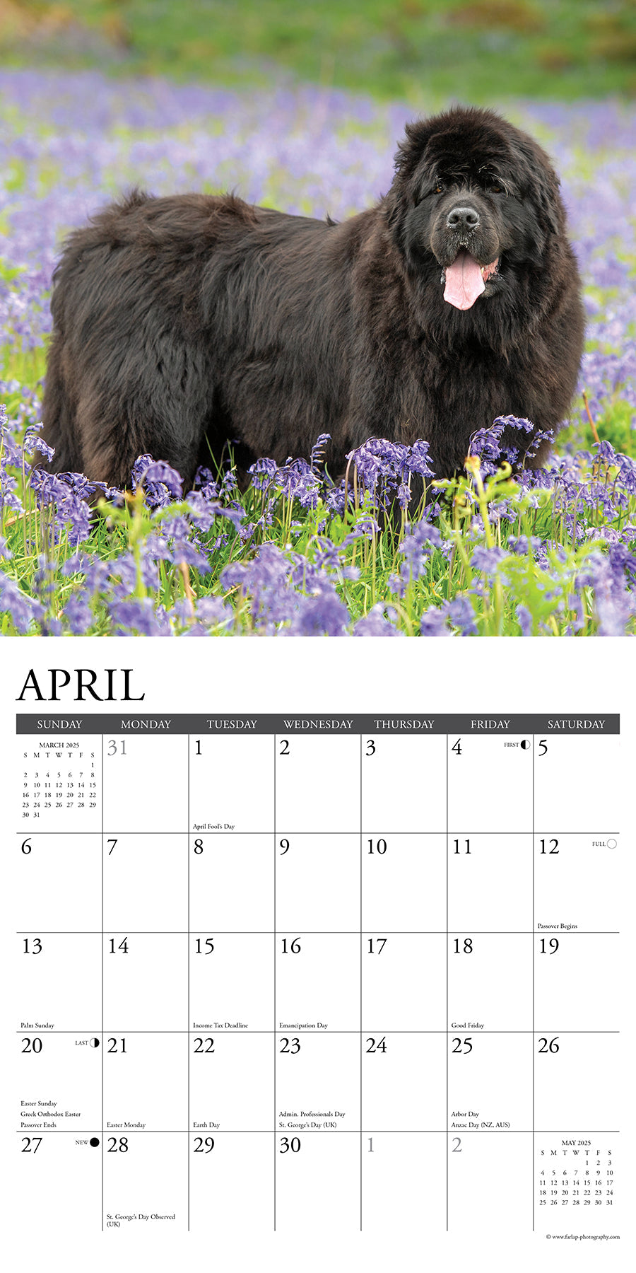 2025 Newfoundlands - Square Wall Calendar (US Only)