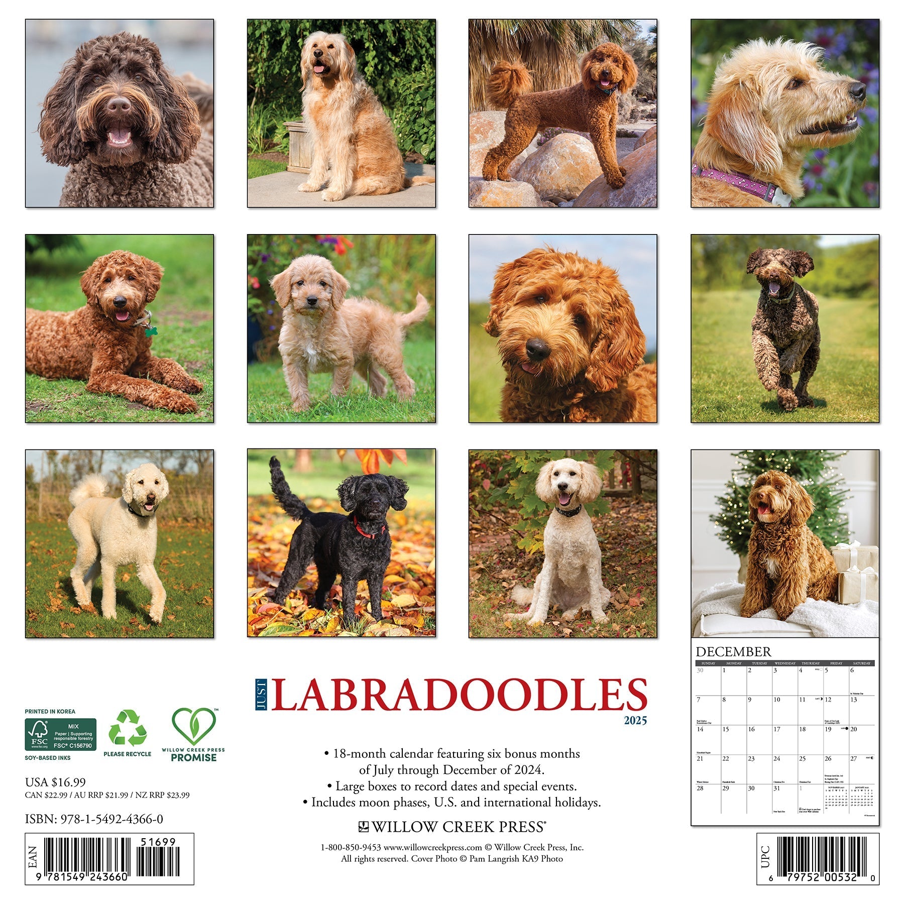 2025 Labradoodles - Square Wall Calendar (US Only)