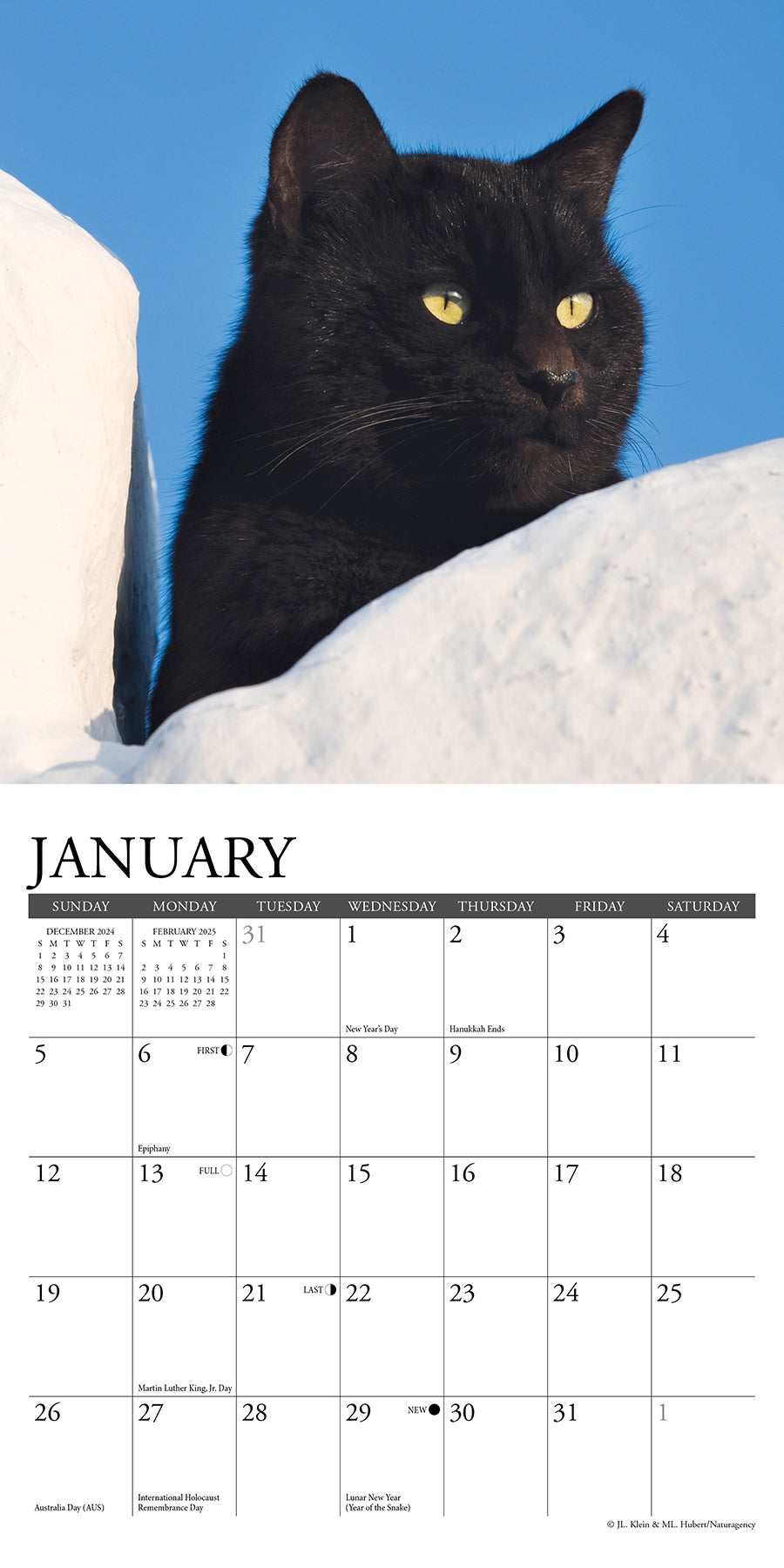 2025 Black Cats - Mini Wall Calendar (US Only)