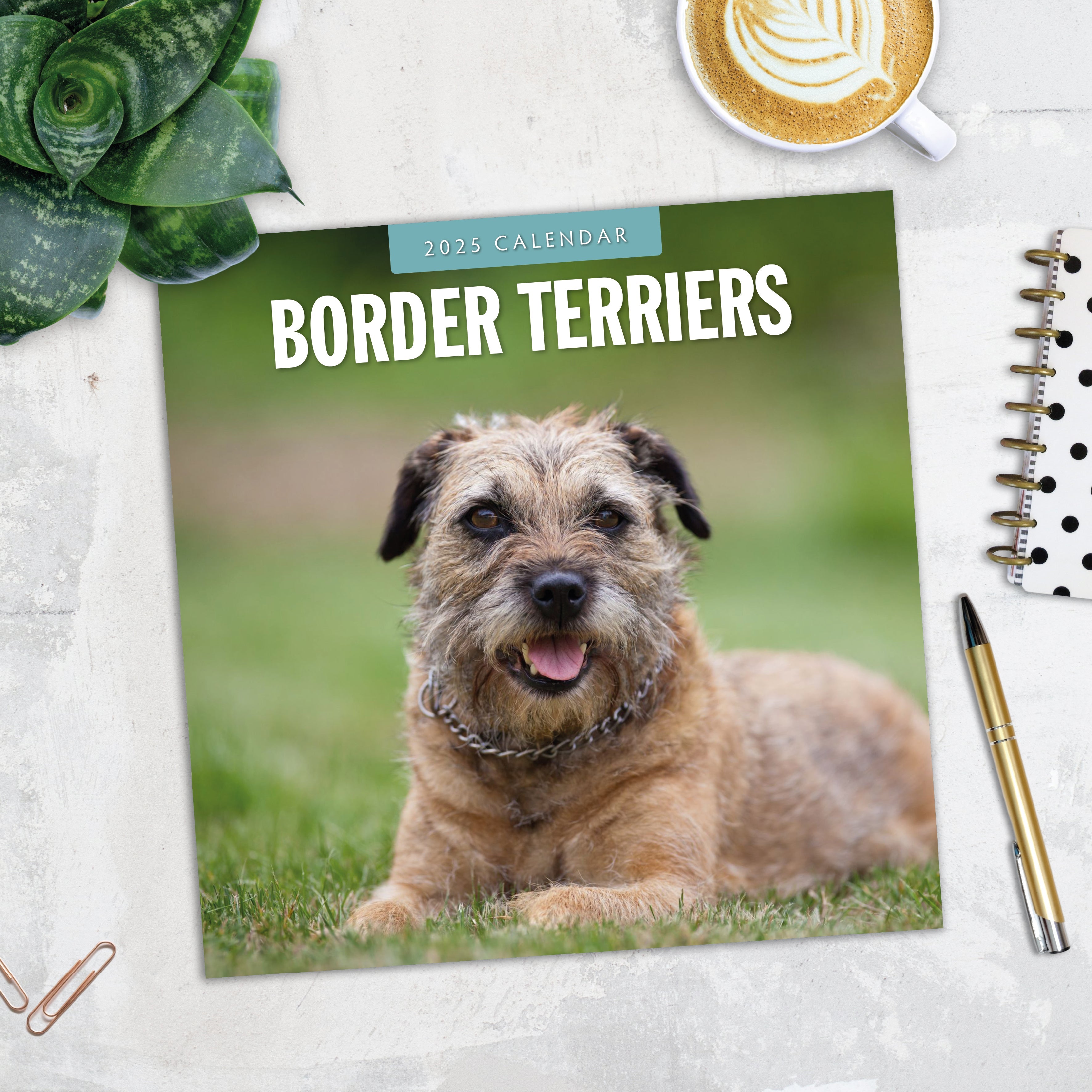 2025 Border Terriers - Square Wall Calendar