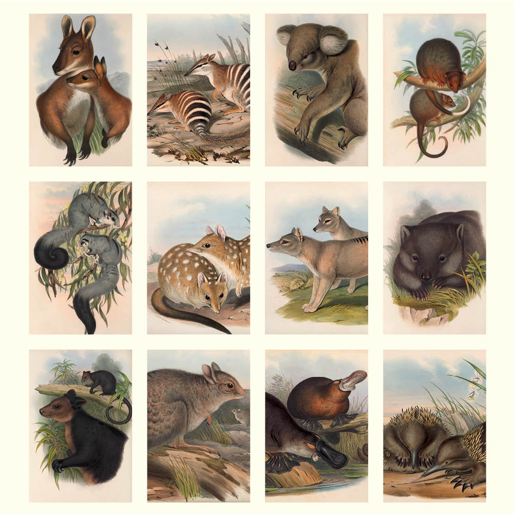 2025 Australian Animals John Gould - Deluxe Wall Calendar