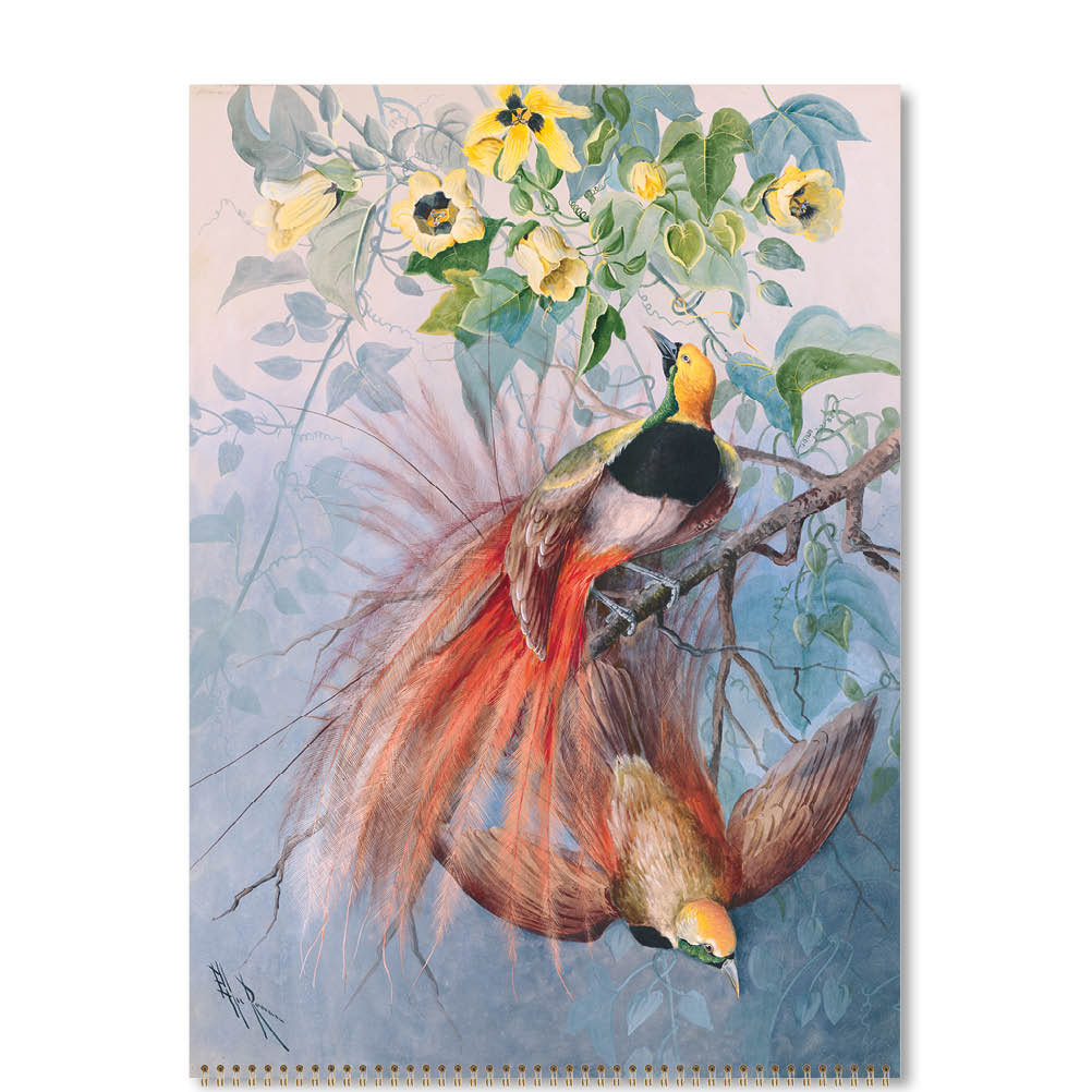 2025 Ellis Rowan Birds - Deluxe Wall Calendar