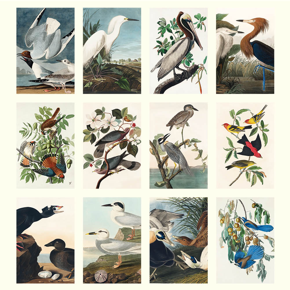 2025 Audubon's Birds - Deluxe Wall Calendar