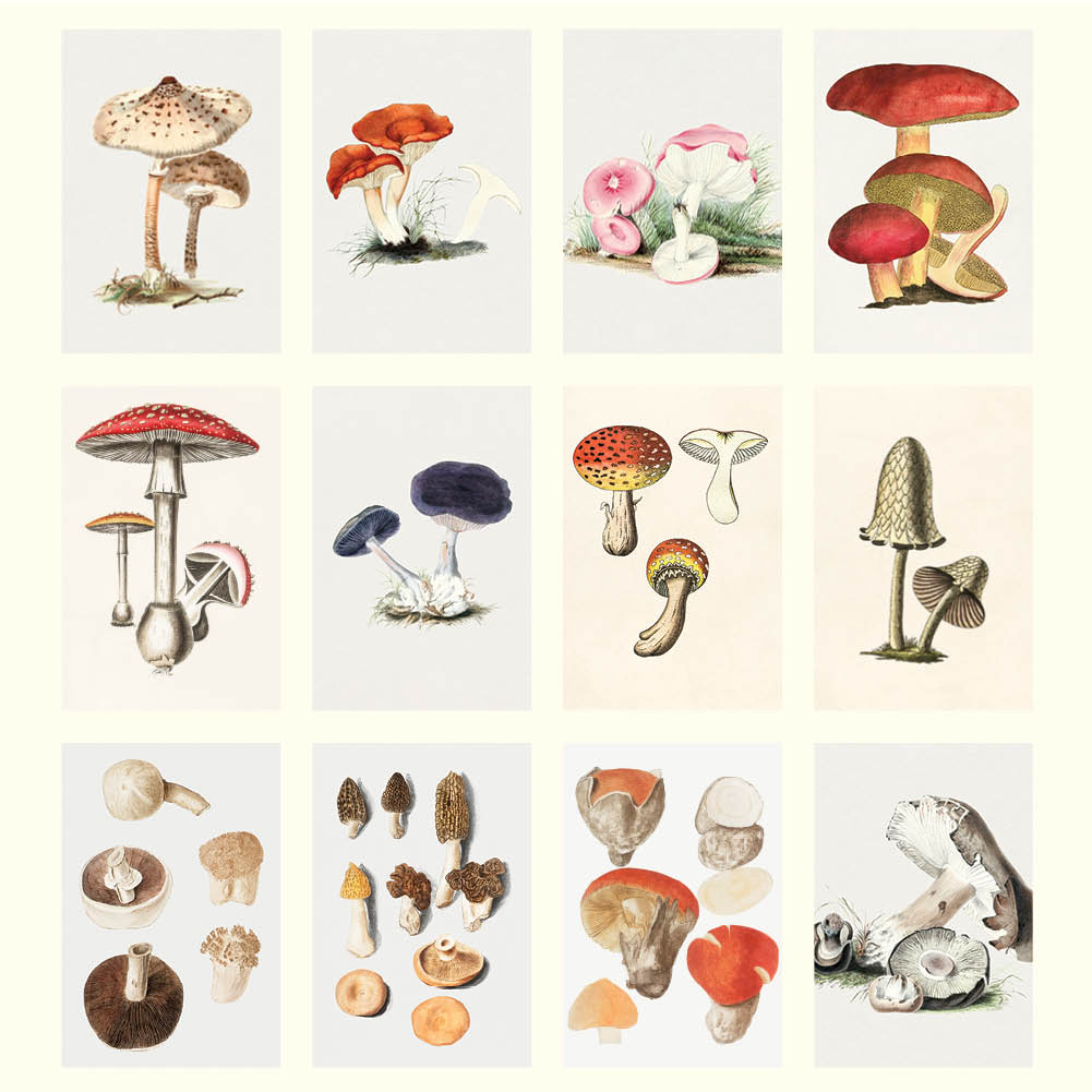 2025 Mushrooms - Desk Easel Calendar