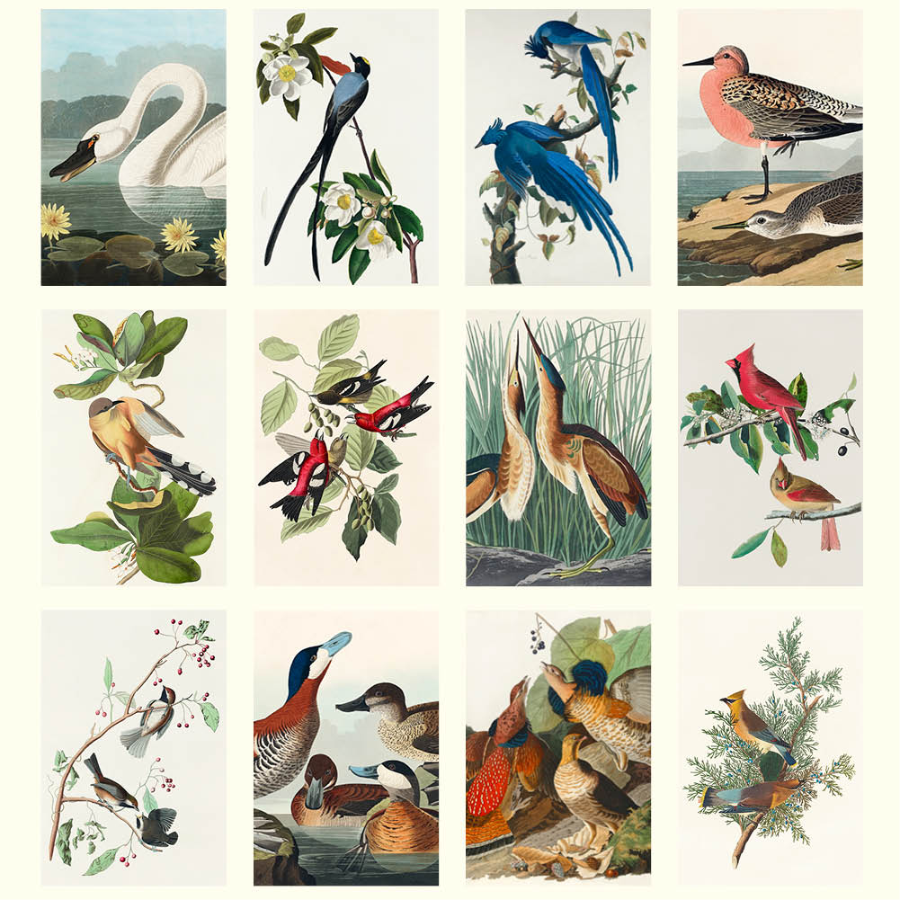 2026 Audubon's Birds - Deluxe Wall Calendar