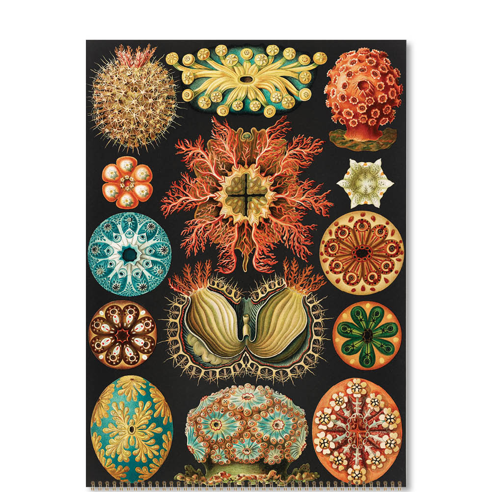 2026 Haeckel - Deluxe Wall Calendar