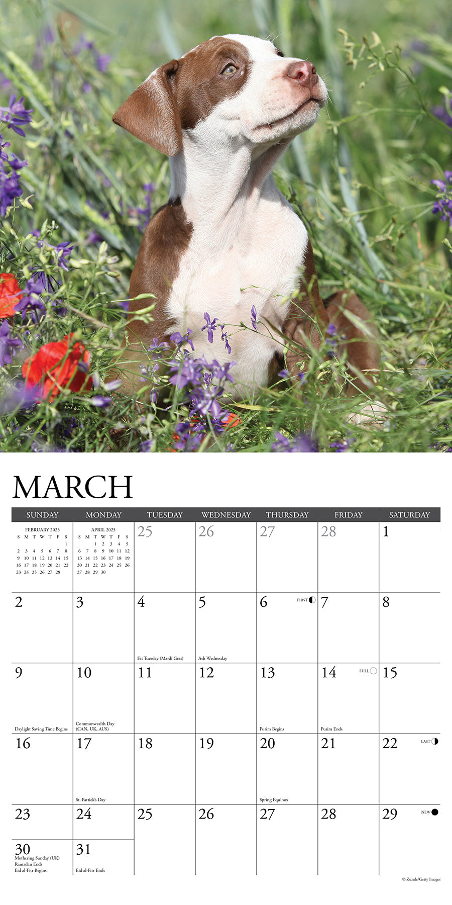 2025 American Pit Bull Terrier Puppies - Square Wall Calendar (US Only)