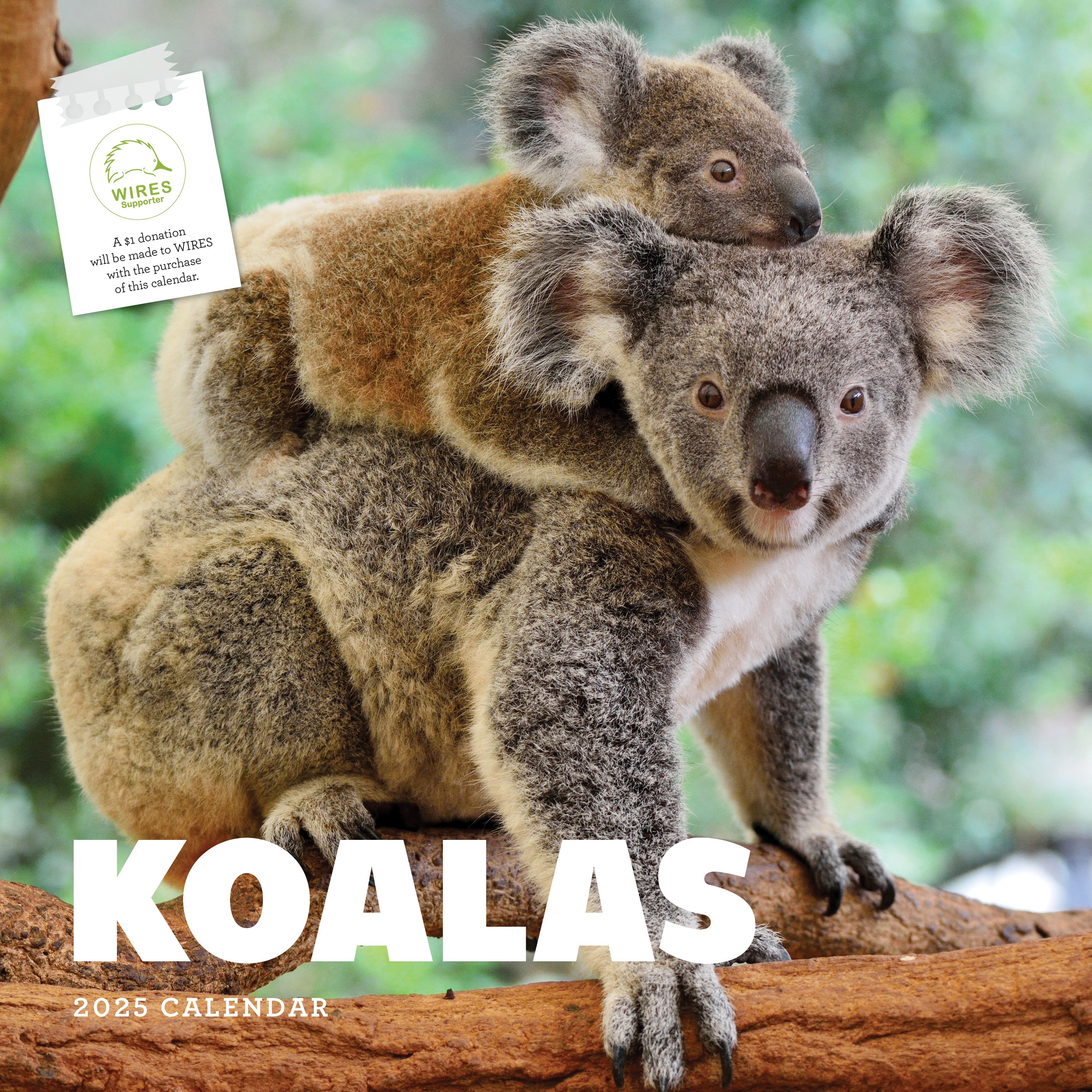 2025 Koalas - Square Wall Calendar