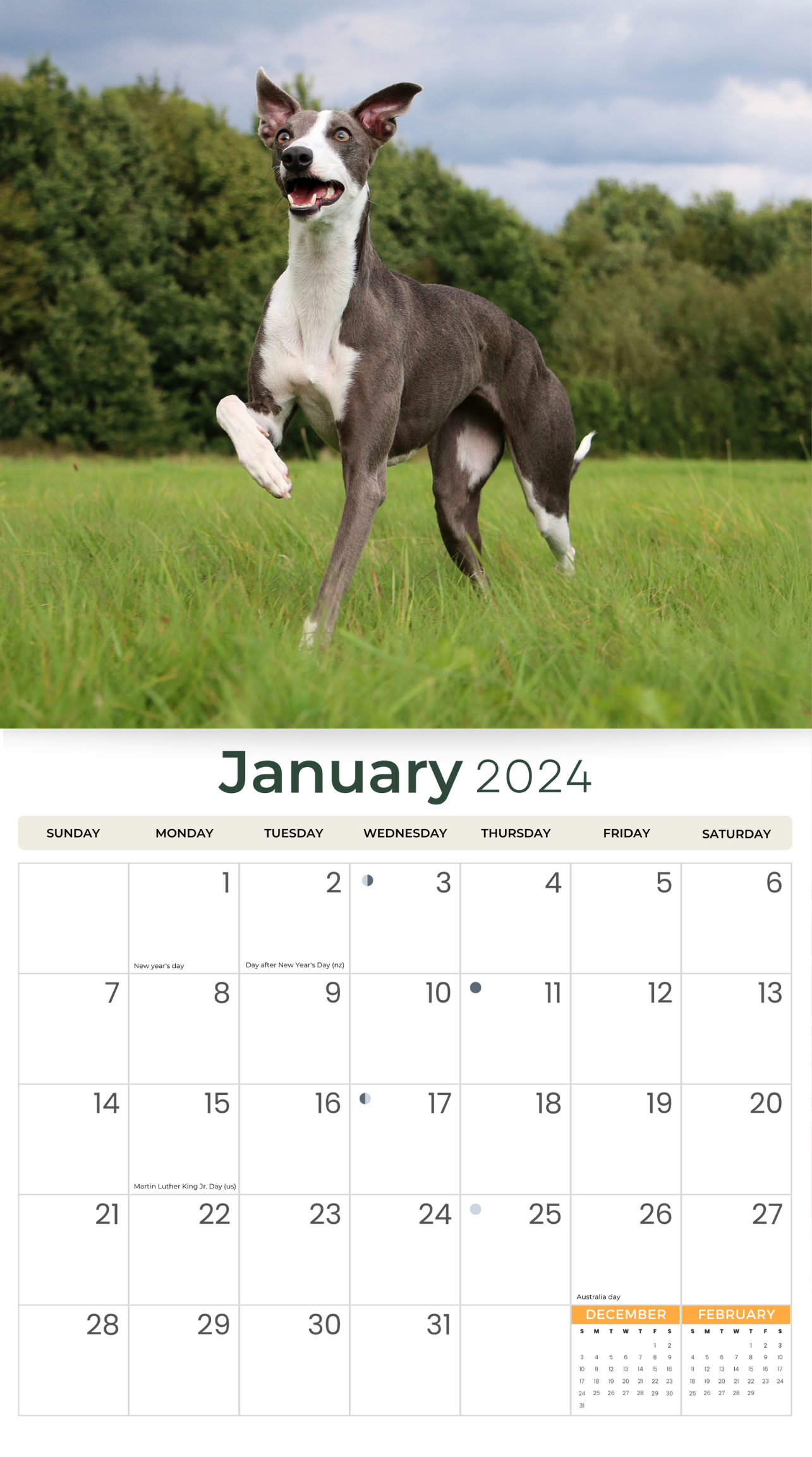 2024 Whippets Dogs & Puppies - Deluxe Wall Calendar by Just Calendars - 16 Month - Plastic Free