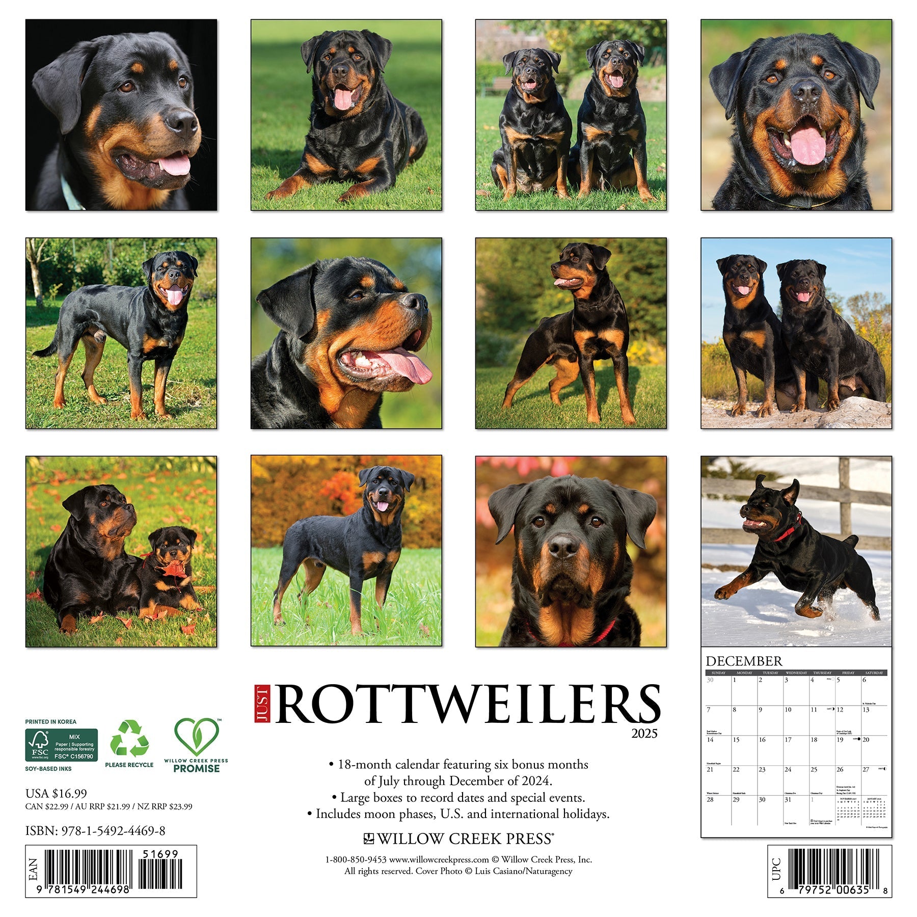 2025 Rottweilers - Square Wall Calendar (US Only)