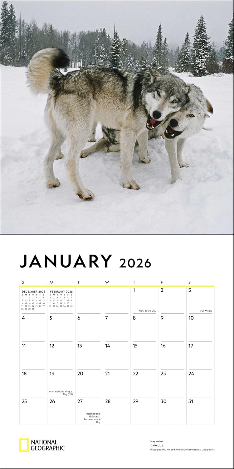 2026 Wolves National Geographic Square Wall Calendar 2 E89449b1 034a 46dc A980 