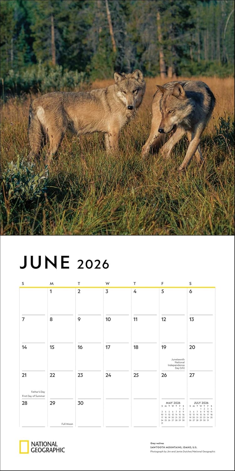 2026 Wolves: National Geographic - Square Wall Calendar
