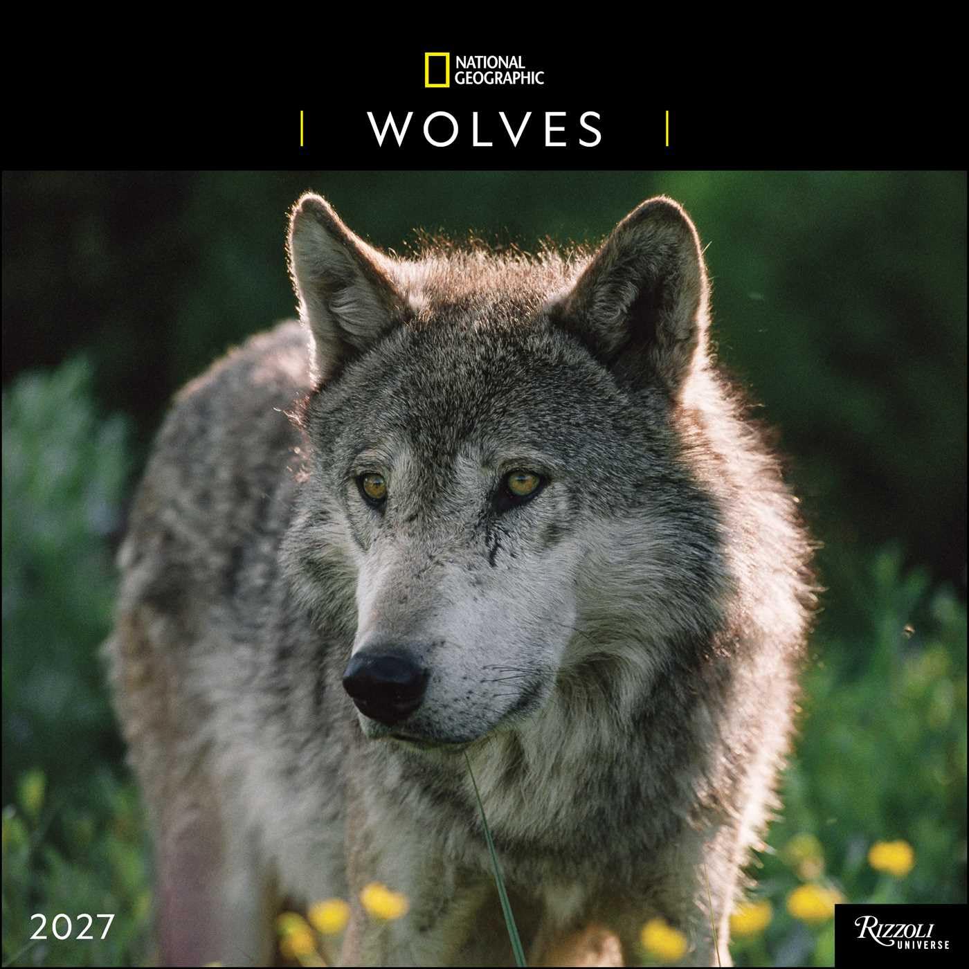 2027 Wolves: National Geographic - Square Wall Calendar