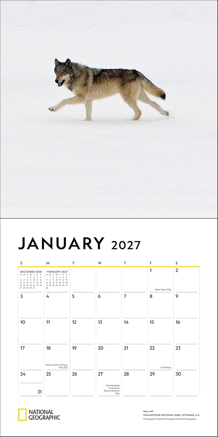 2027 Wolves: National Geographic - Square Wall Calendar